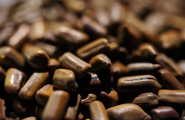 决明子茶怎么喝，说说决明子茶的正确喝法