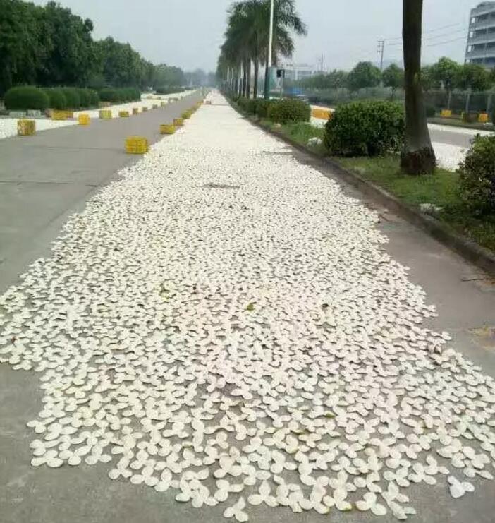看看过去历史上新会人是怎样保存陈皮的？