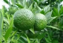 【陈皮收藏有讲究】 不是所有的柑皮都叫“陈皮”-茗扬网