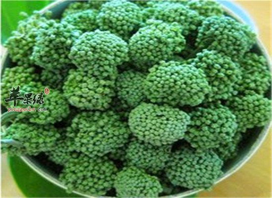 三七花泡茶 降三高还能减肥