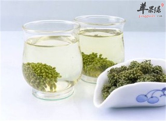 三七花泡茶 降三高还能减肥