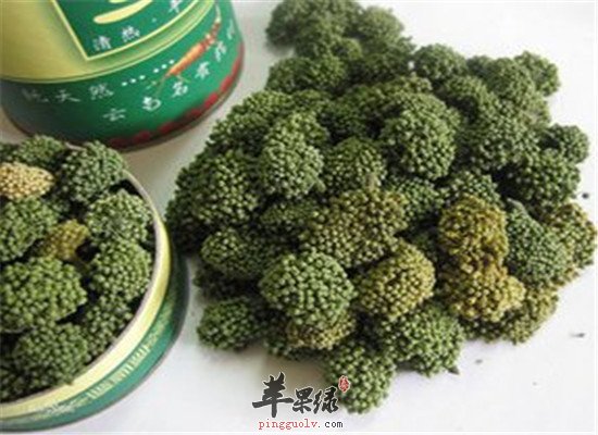 三七花泡茶 降三高还能减肥