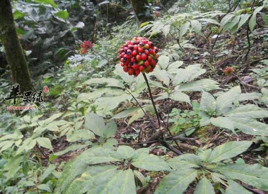 三七花泡水喝都有哪些食用功效