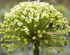 三七花泡水喝的禁忌有哪些
