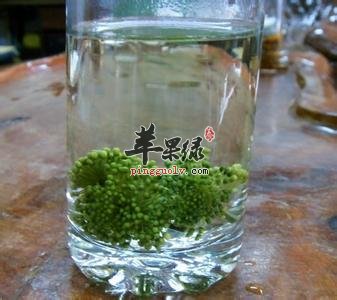 三七花泡水喝的注意事项有哪些