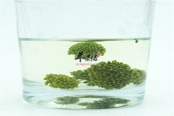 三七花泡水的五种功效不可错过