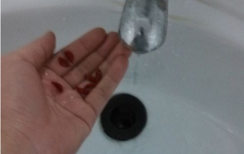 枸杞子泡水喝的功效,枸杞子泡水喝的害处与好处及做法[图解]