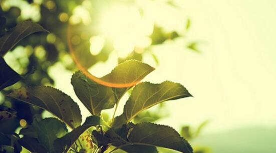 苦丁茶怎么泡 功效与作用有哪些