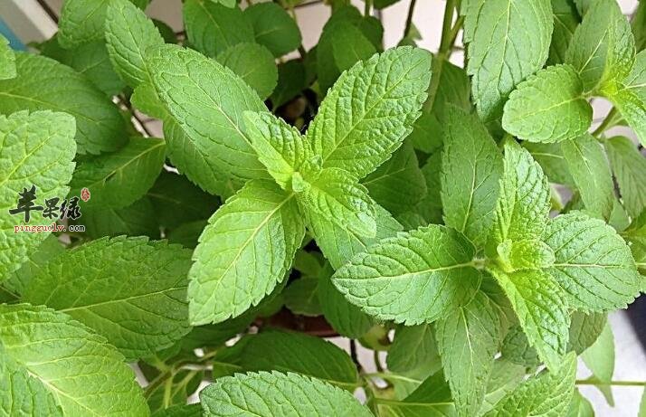 薄荷叶泡水既能清热解毒又助消化