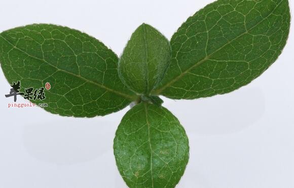 薄荷叶 清凉去热止痒还可泡茶