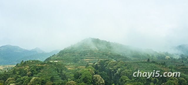 茶南茶区特点 华南茶区名茶