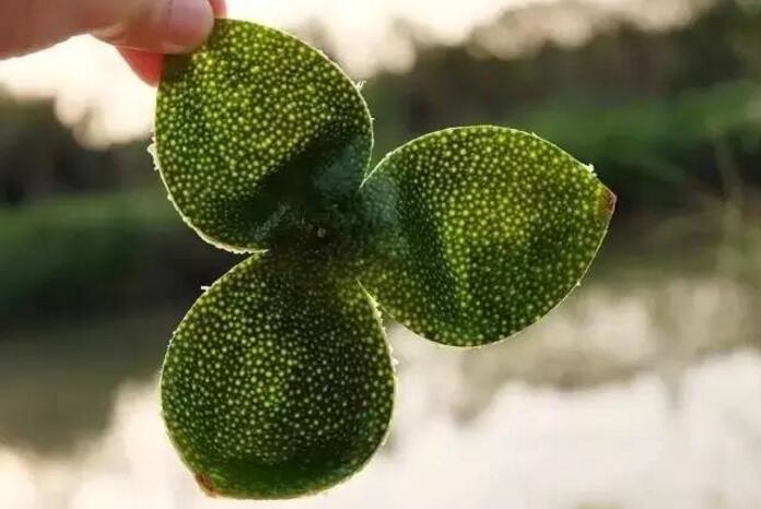 青皮、二红皮与大红皮收藏与食用到底哪种好？