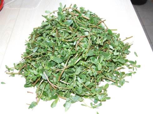 干马齿苋怎样泡水喝的