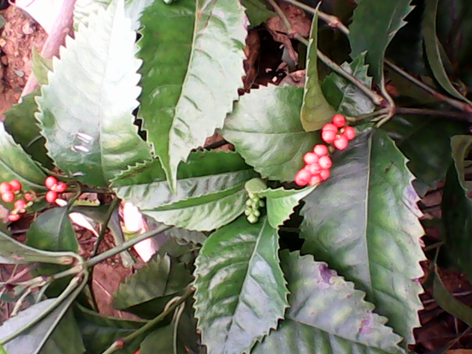 九节茶和肿节风的区别是什么呢