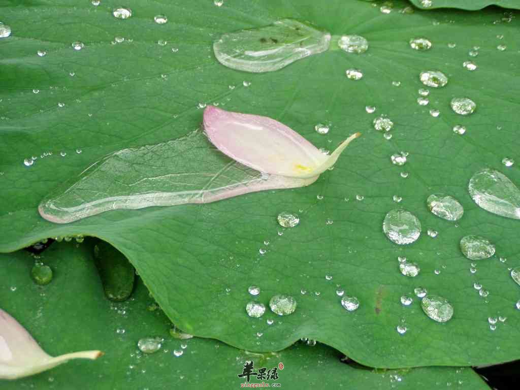 荷叶泡水喝可以帮助我们治疗多种不适