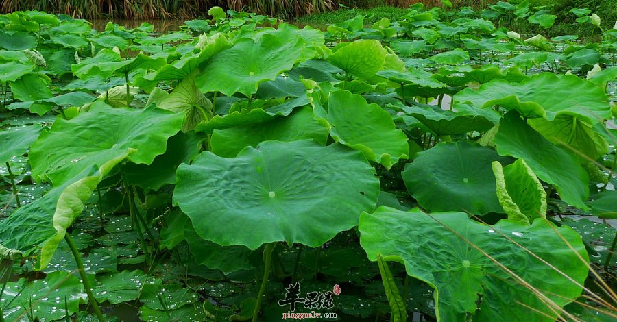 荷叶泡水喝可以帮助我们治疗多种不适
