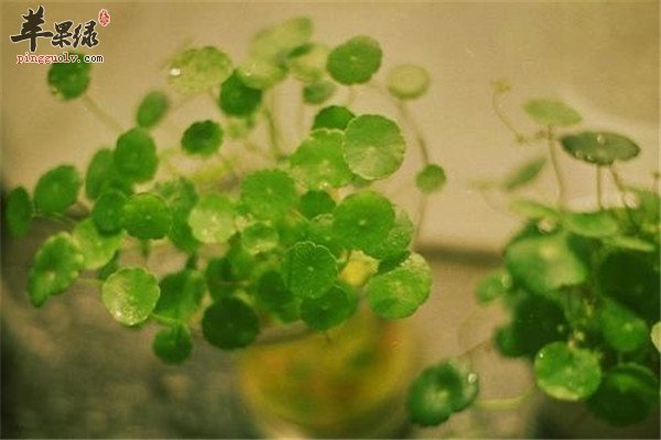 金线草泡水喝排除结石清热解毒