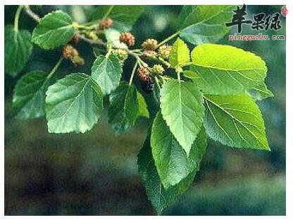 想要美容护肤 桑叶泡茶就可以了