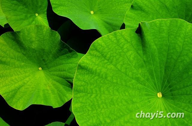 高血脂喝什么茶好