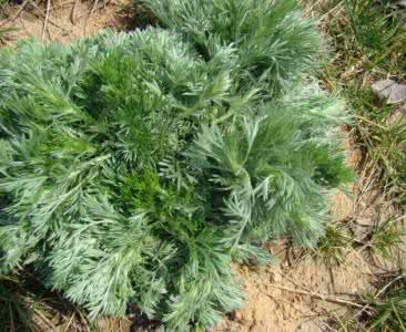 茵陈泡水喝的功效是什么呢