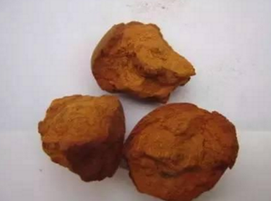 熊胆茶的功效与作用是什么