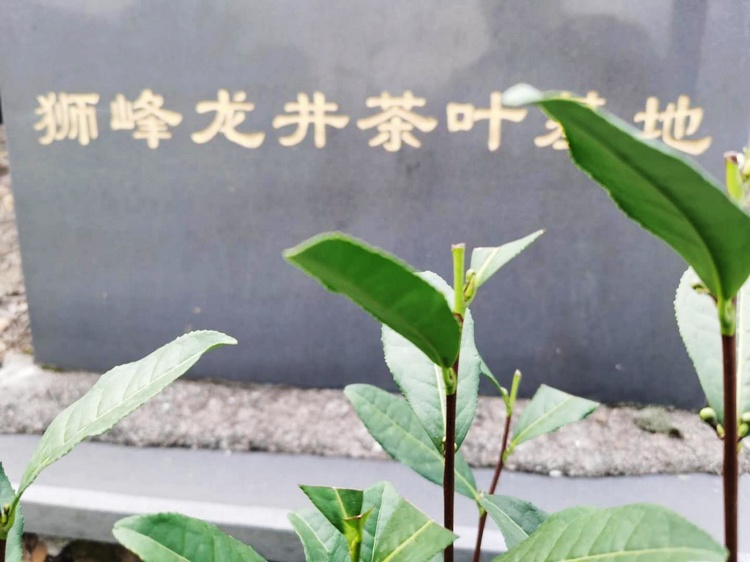 龙井茶品牌崛起背后的暗战