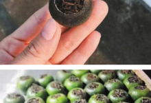 橘普茶的制作方法 价格是多少-茗扬网