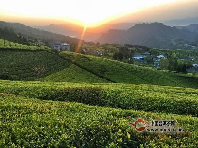 湖红工夫茶历史起源