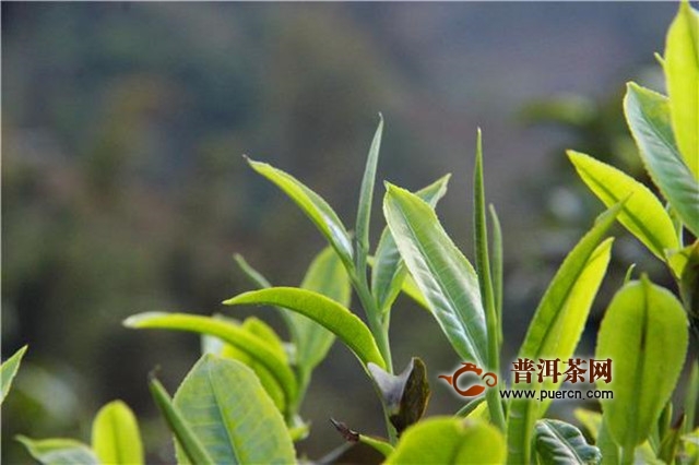 祁门工夫茶历史发展