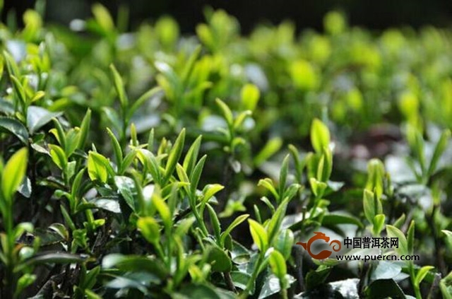 浮梁工夫茶的历史