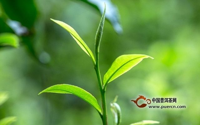 浮梁工夫茶的历史