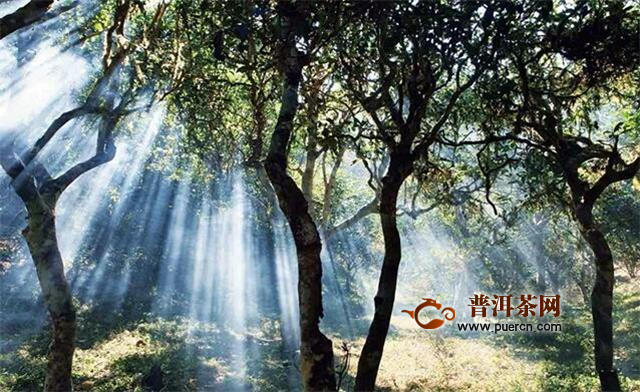 景迈山：世界茶文化的自然博物馆
