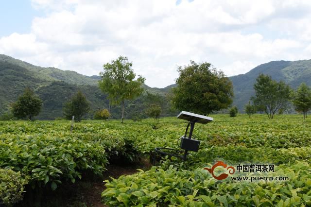 中国各地的茶风茶俗，有多不一样？