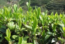 天目湖白茶与安吉白茶的区别-茗扬网