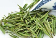 喝安吉白茶对身体有什么好处-茗扬网