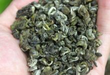 玉螺茶与碧螺春的区别 碧螺春的特点-茗扬网