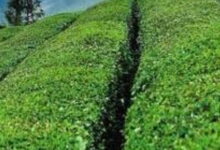 象山天茗是什么茶 和西湖龙井哪个好-茗扬网