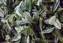 安徽齐云山产什么茶-茗扬网