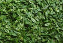 六安瓜片这个茶叶的功效是什么-茗扬网