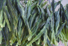 太平猴魁什么时候采摘，说说太平猴魁的四拣八不采-茗扬网