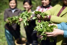 太平猴魁怎么制作的？太平猴魁的制作工艺-茗扬网