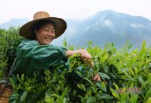 太平猴魁采制工艺流程介绍-茗扬网