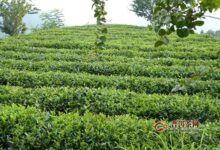 太平猴魁如何采制？太平猴魁的制作过程-茗扬网