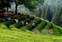 太平猴魁采制工艺流程，审评太平猴魁的方法-茗扬网