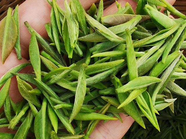 都匀毛尖的品质特征与鉴别方法