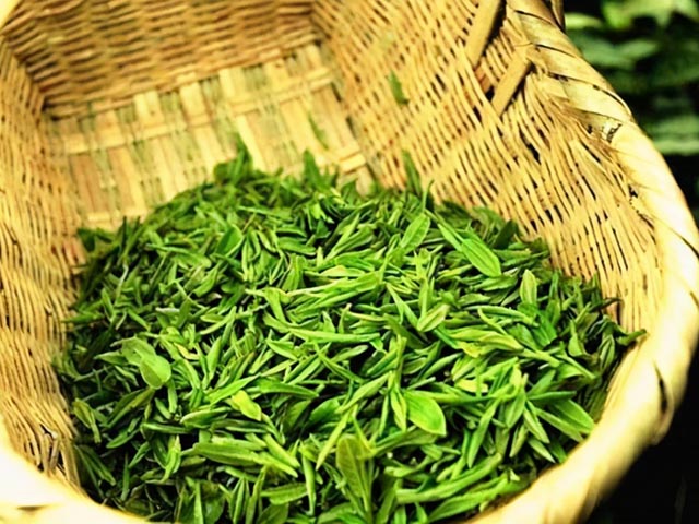 都匀毛尖的品质特征与鉴别方法