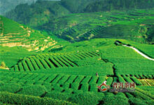 蒙顶甘露的制作，有杀青、三炒三揉、解块整形等工序！-茗扬网