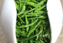 金坛雀舌的功效与作用 金坛雀舌的禁忌事项-茗扬网