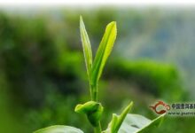 金坛雀舌的制茶工艺-茗扬网