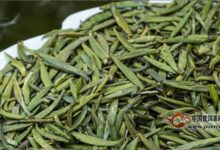 金坛雀舌的功效-茗扬网